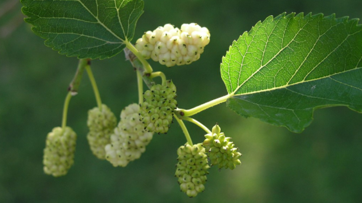 Ciltten kalbe: Beyaz dutun 10 faydası