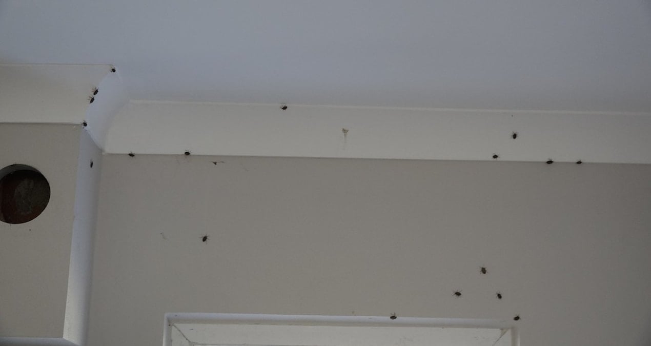 Fındıktan sonra evleri de istila etti: Kahverengi kokarca alarmı!