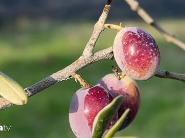 Zeytin rekoltesi yüzde 35 azaldı zeytin rekoltesi yuzde 35 azaldi ZJPq9fSA.jpg