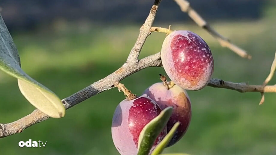 zeytin rekoltesi yuzde 35 azaldi ZJPq9fSA.jpg