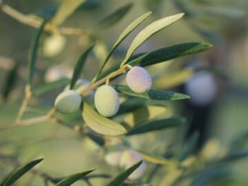 Zeytinyağında ‘yok yılı’ etkisi: Üretimde yüzde 35 düşüş bekleniyor zeytinyaginda yok yili etkisi uretimde yuzde 35 dusus bekleniyor VDxErVHP.jpg