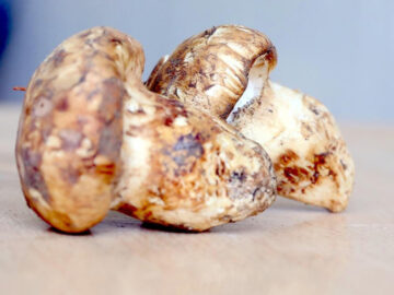 Adana’da sedir mantarı çıktı: Japonlar yoğun ilgi gösteriyor adanada sedir mantari cikti japonlar yogun ilgi gosteriyor kzvRwlN8.jpg