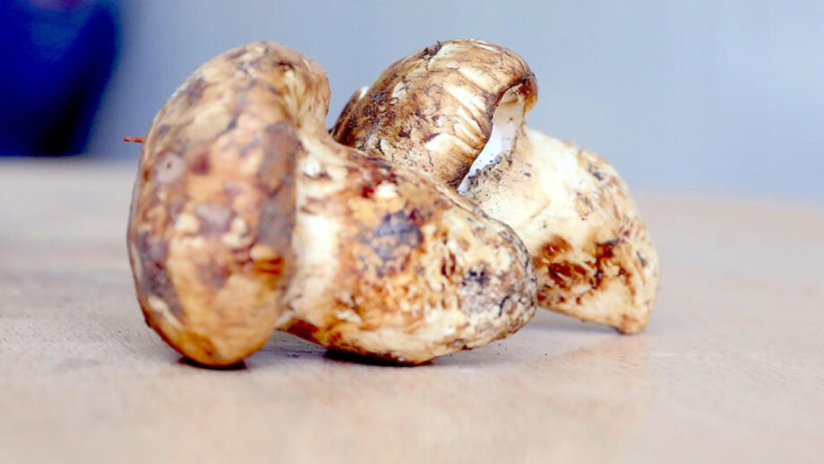 adanada sedir mantari cikti japonlar yogun ilgi gosteriyor kzvRwlN8.jpg