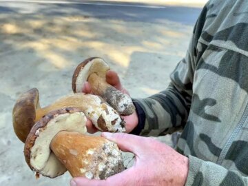 Kuraklık Mantarları Vurdu: Fiyatlar 500 TL’ye Yükseldi kuraklik mantarlari vurdu fiyatlar 500 tlye yukseldi 7UvQbRzV.jpg