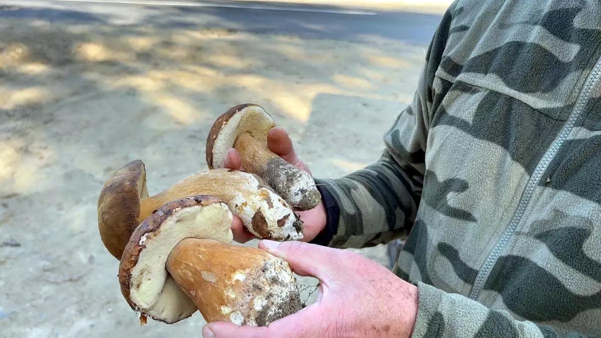 kuraklik mantarlari vurdu fiyatlar 500 tlye yukseldi 7UvQbRzV.jpg